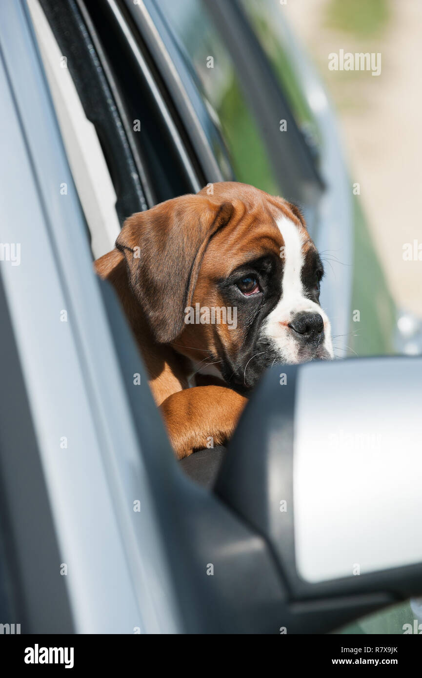 Puppy looking out the car window Stock Photo Alamy