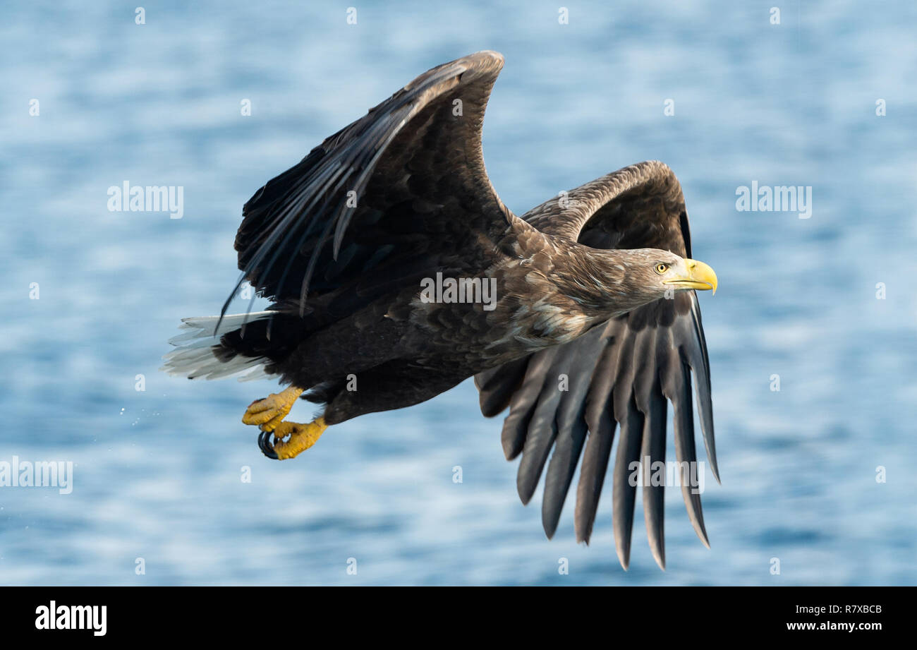 Adult White-tailed eagles fishing. Blue Ocean  background. Scientific name: Haliaeetus albicilla, also known as the ern, erne, gray eagle, Eurasian se Stock Photo
