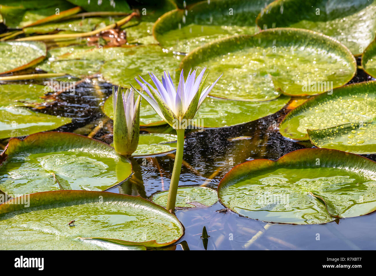 Water lily in egypt Stock Photo Alamy