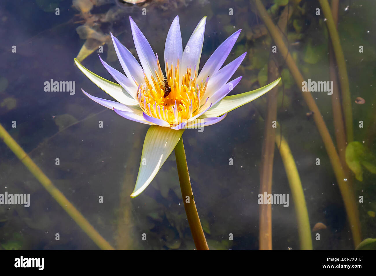 Water lily wit honey bee in egypt Stock Photo - Alamy