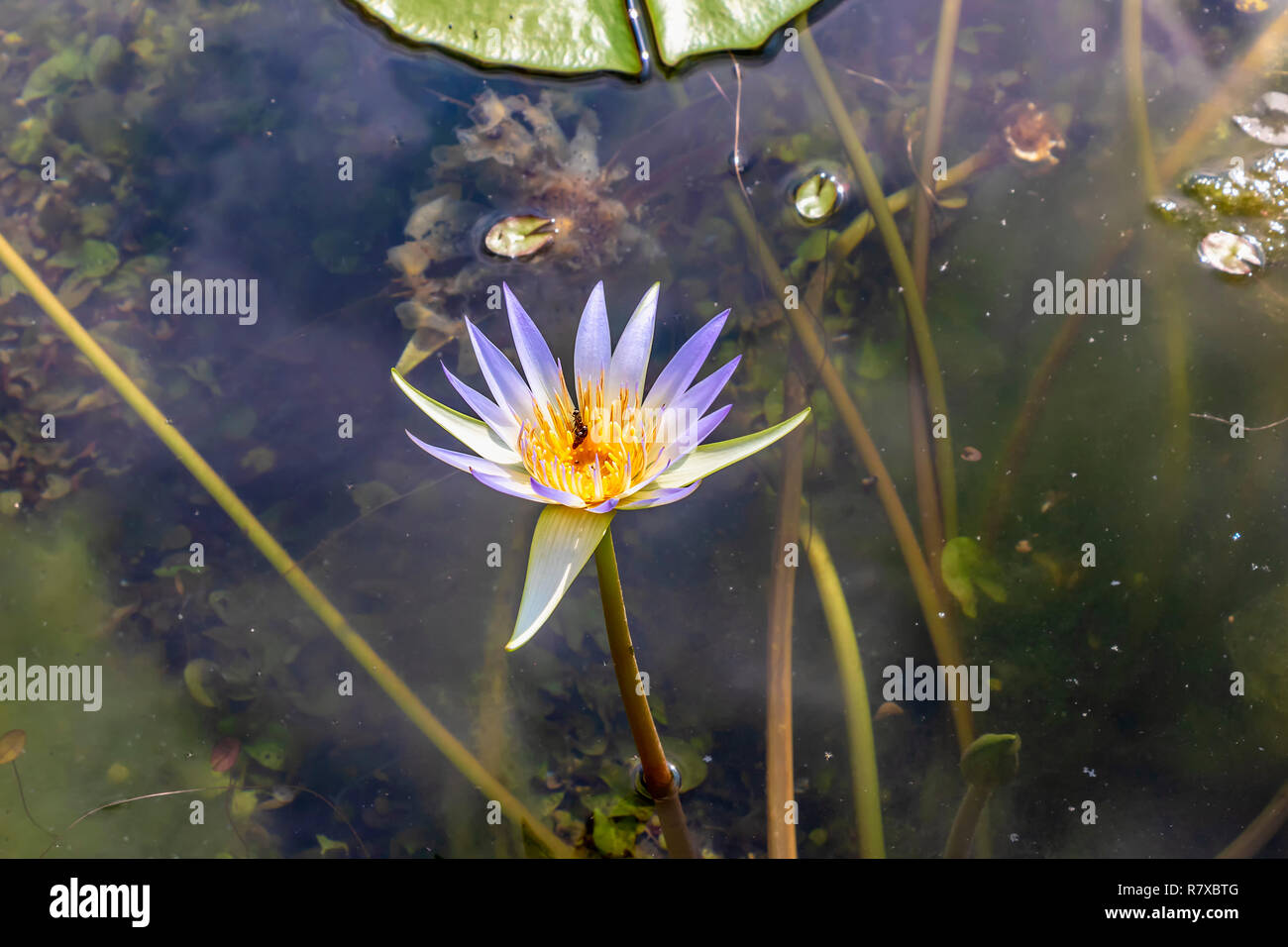 Water lily wit honey bee in egypt Stock Photo - Alamy