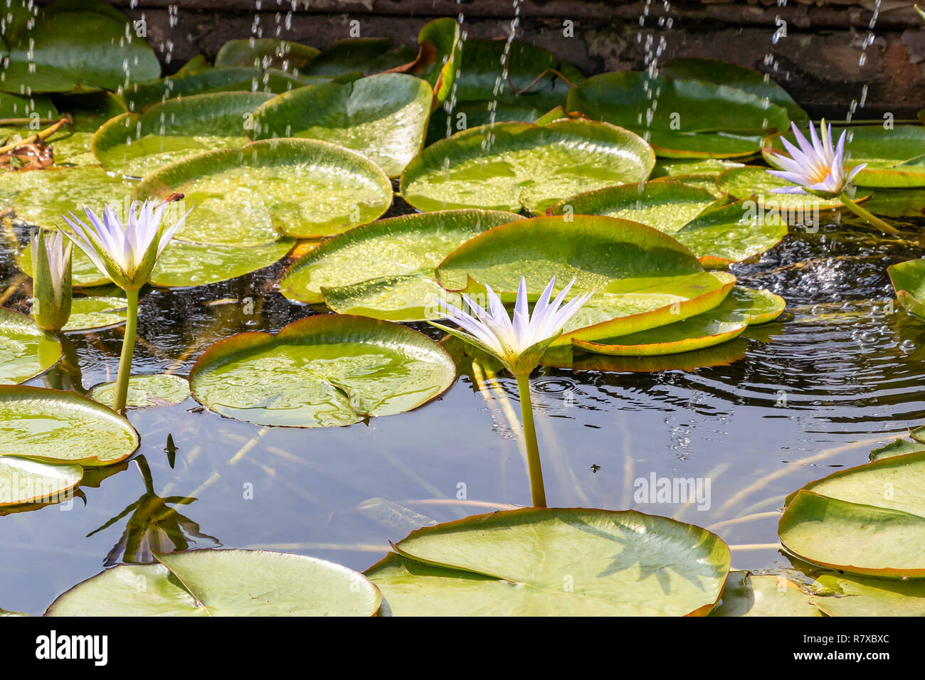Water lily in egypt Stock Photo Alamy