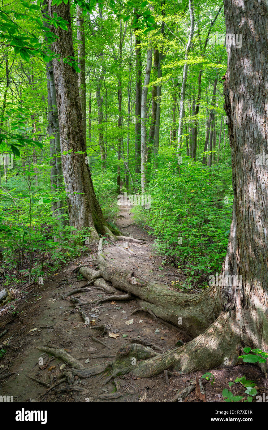 Tallman Mountain State Park Hiking A Large Elm Tree Growing Along The Long Path Whose Roots Are Sprawling Out  Across The Hiking Trail. Tallman Mountain State Park, New York Stock Photo  - Alamy