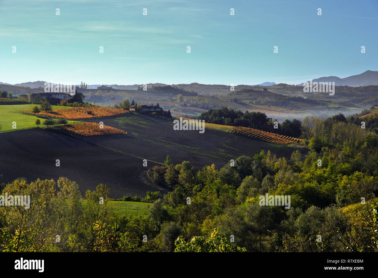 the Piedmontese Langhe in autumn with its vineyards and its rolling ...