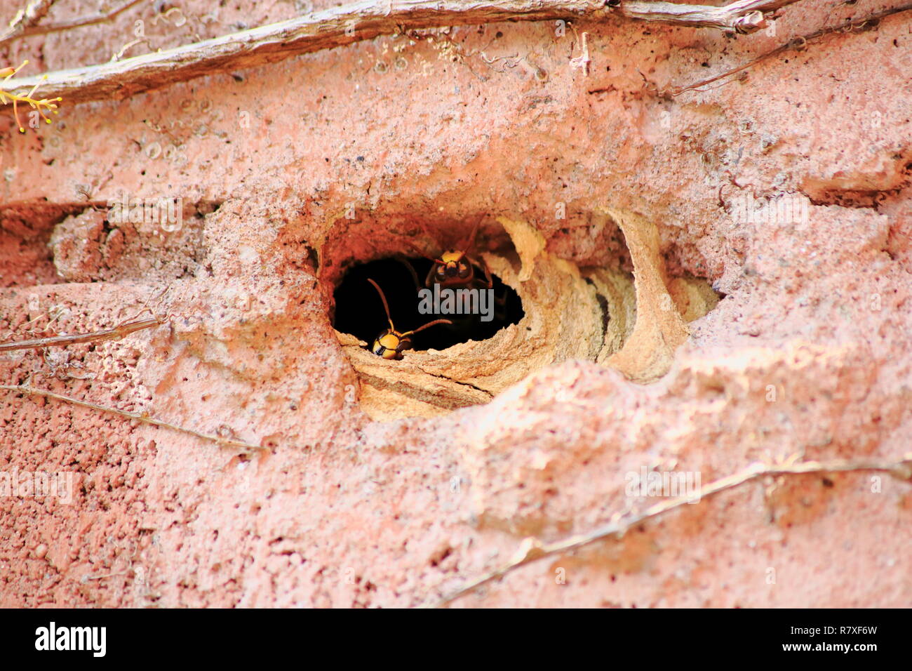 Hornisse fliegt aus dem Nest, welches in eine Hauswand gebaut wurde Stock Photo