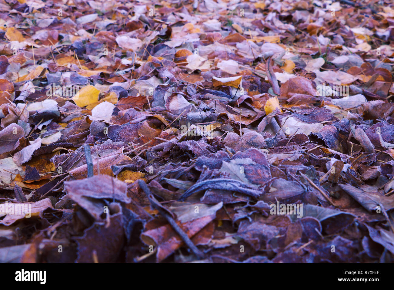 Grass ground frost hi-res stock photography and images - Alamy