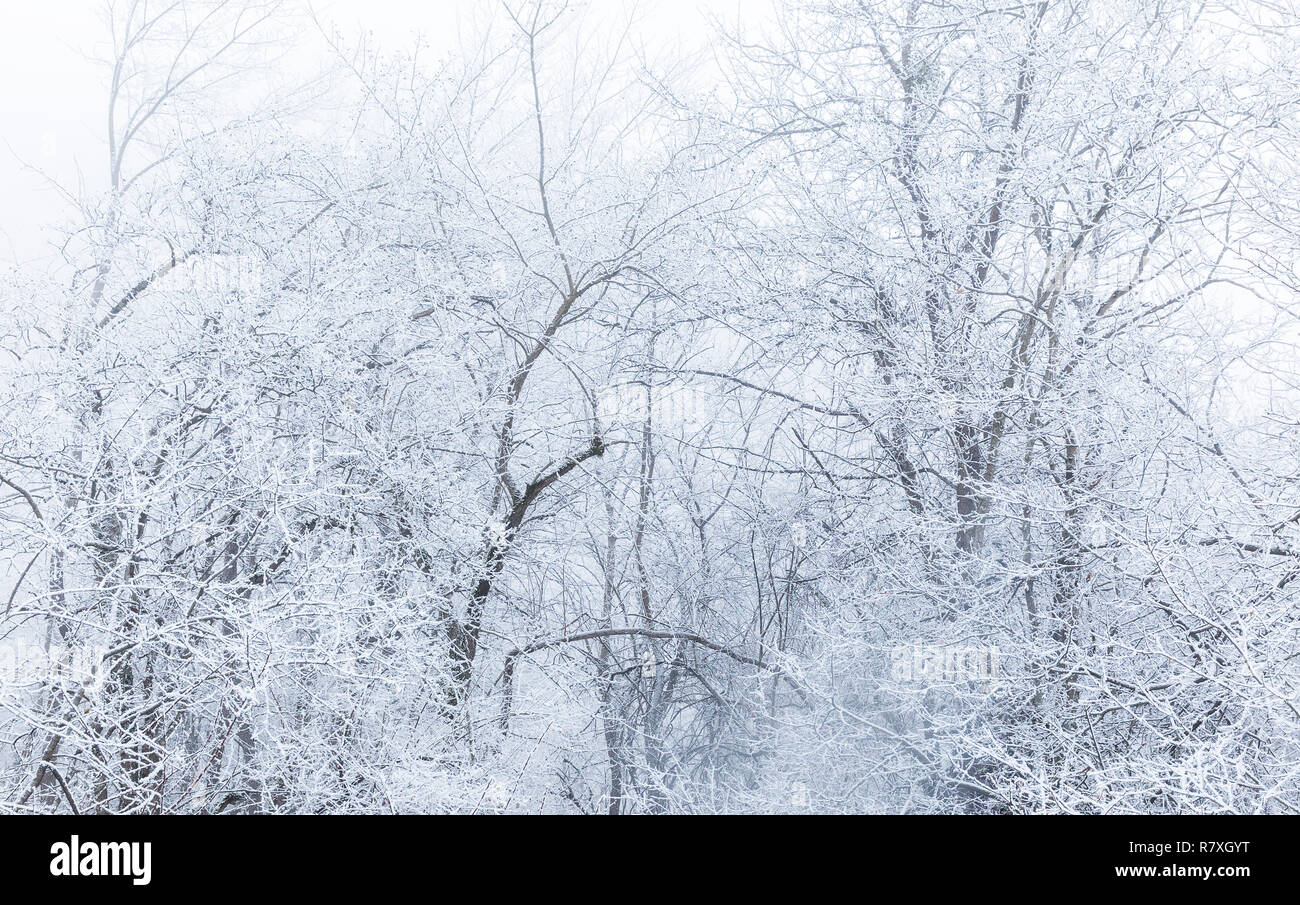 Snow covered trees in a forest Stock Photo - Alamy