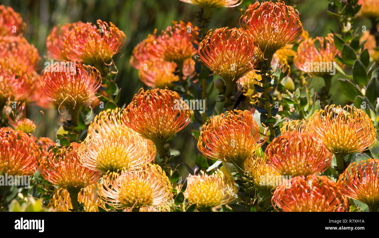 Abundant amount of Protea Flowers in the Botanical Garden of Kirstenbosch, Cape Town, South Africa Stock Photo