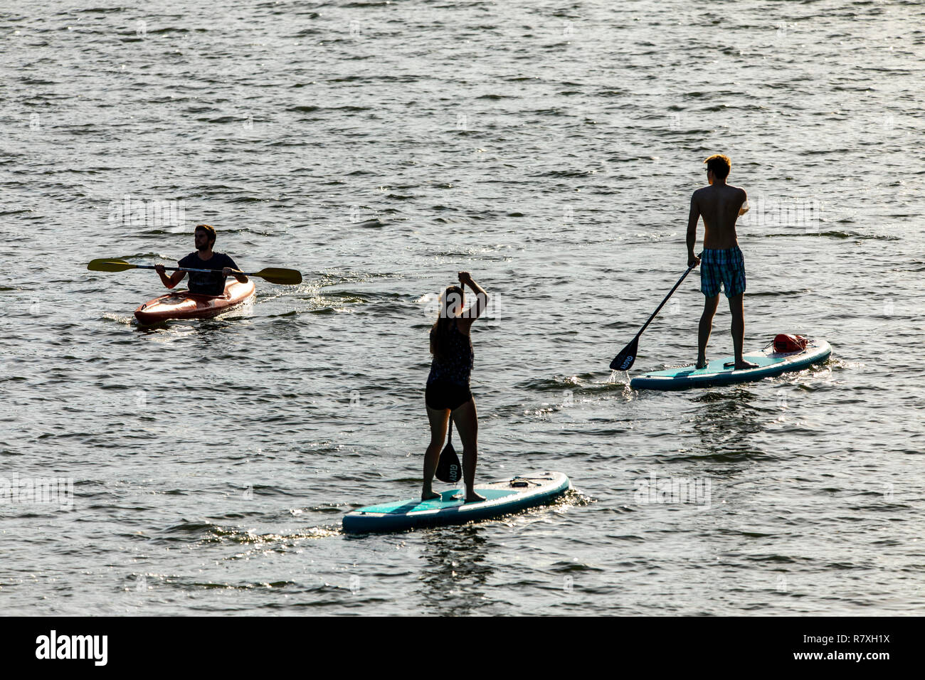 Heidelberg, water sports on the Neckar river, stand up paddlers and
