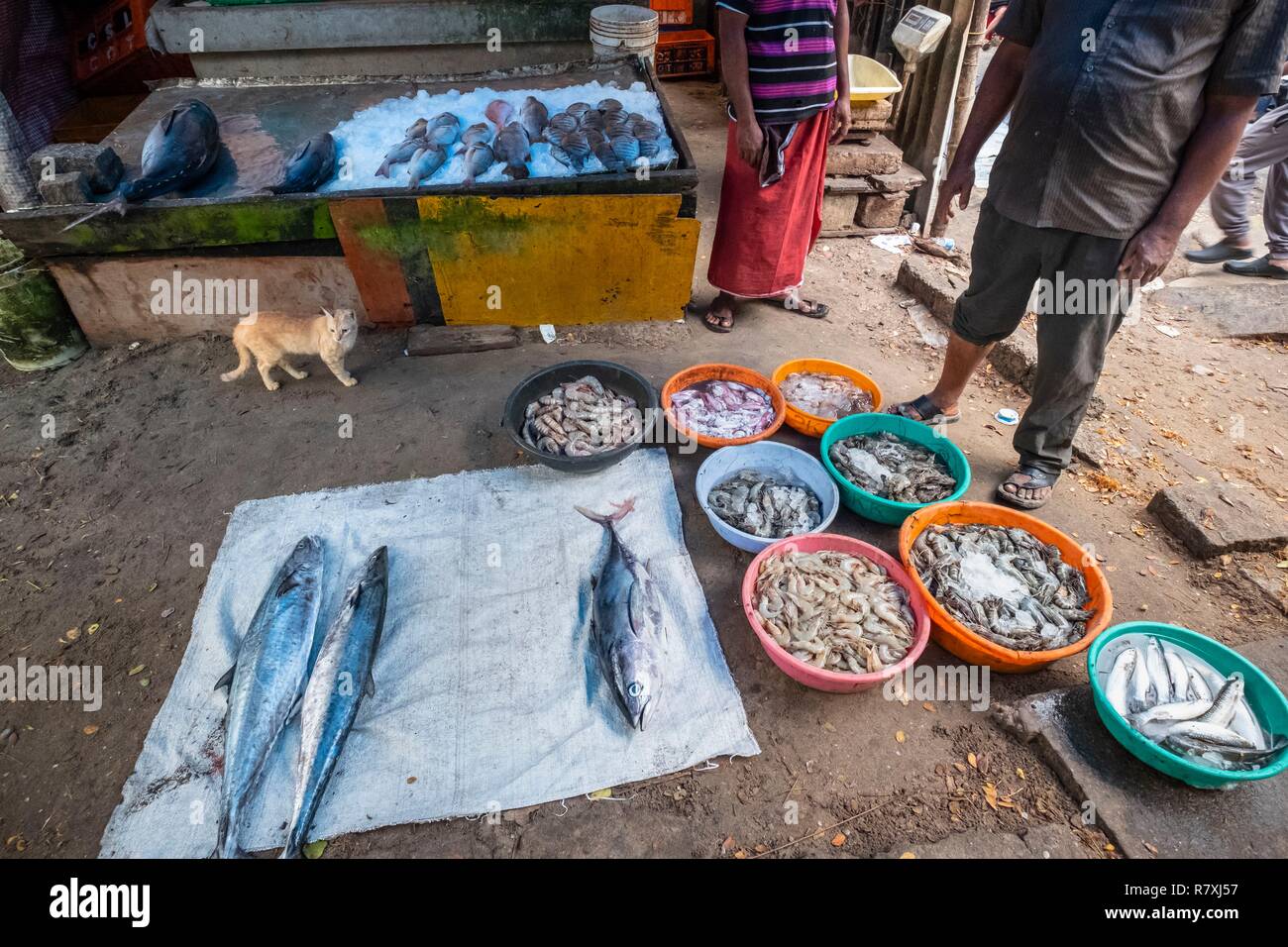 Inde, state of Kerala, Kochi (or Cochin), Fort Kochi (ou Fort Cochin
