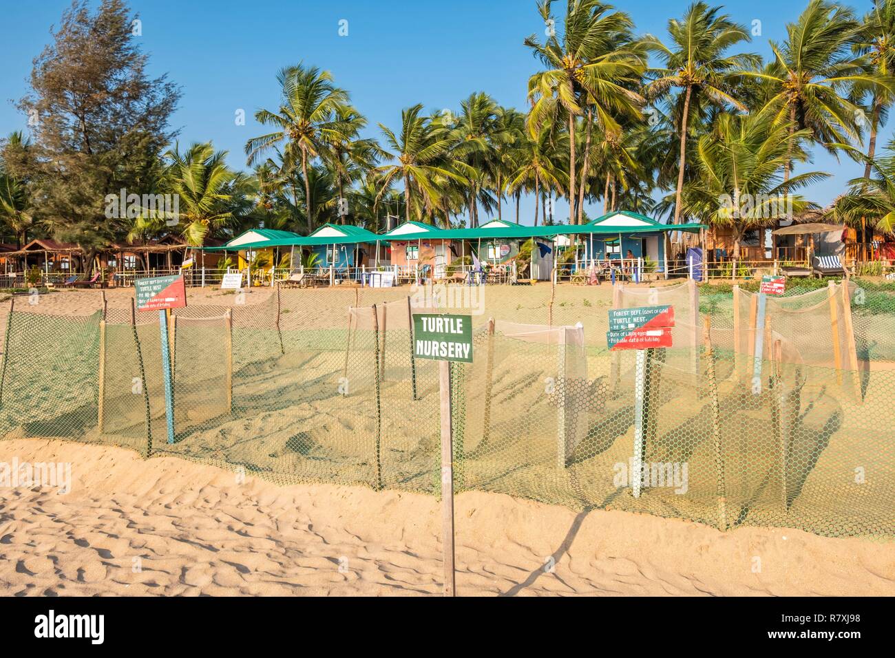 India, Goa, Agonda beach, protection of turtles coming to lay on the beach Stock Photo