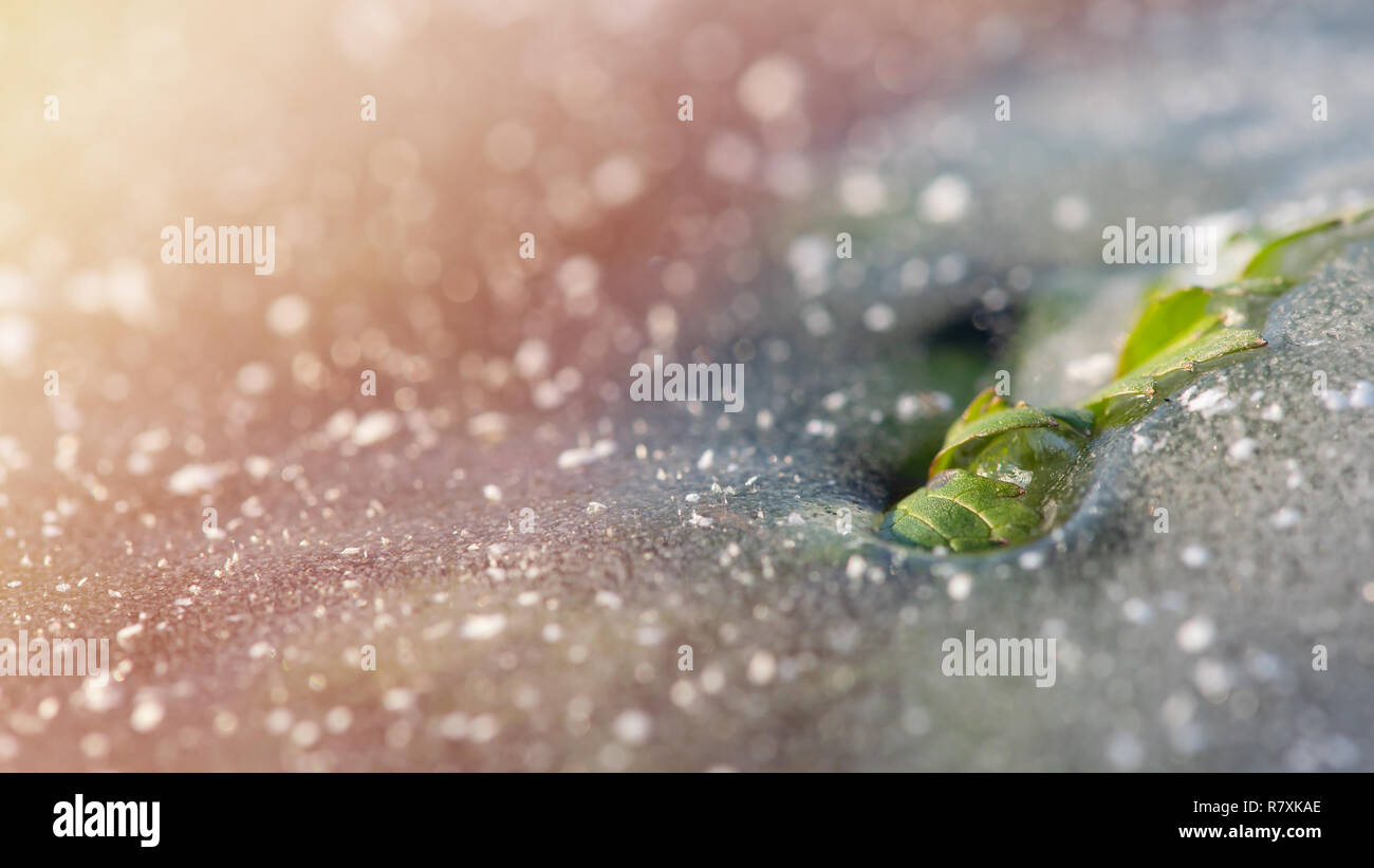 Green leaf breaks through the ice. Concept - insuperable. Winter background. Stock Photo