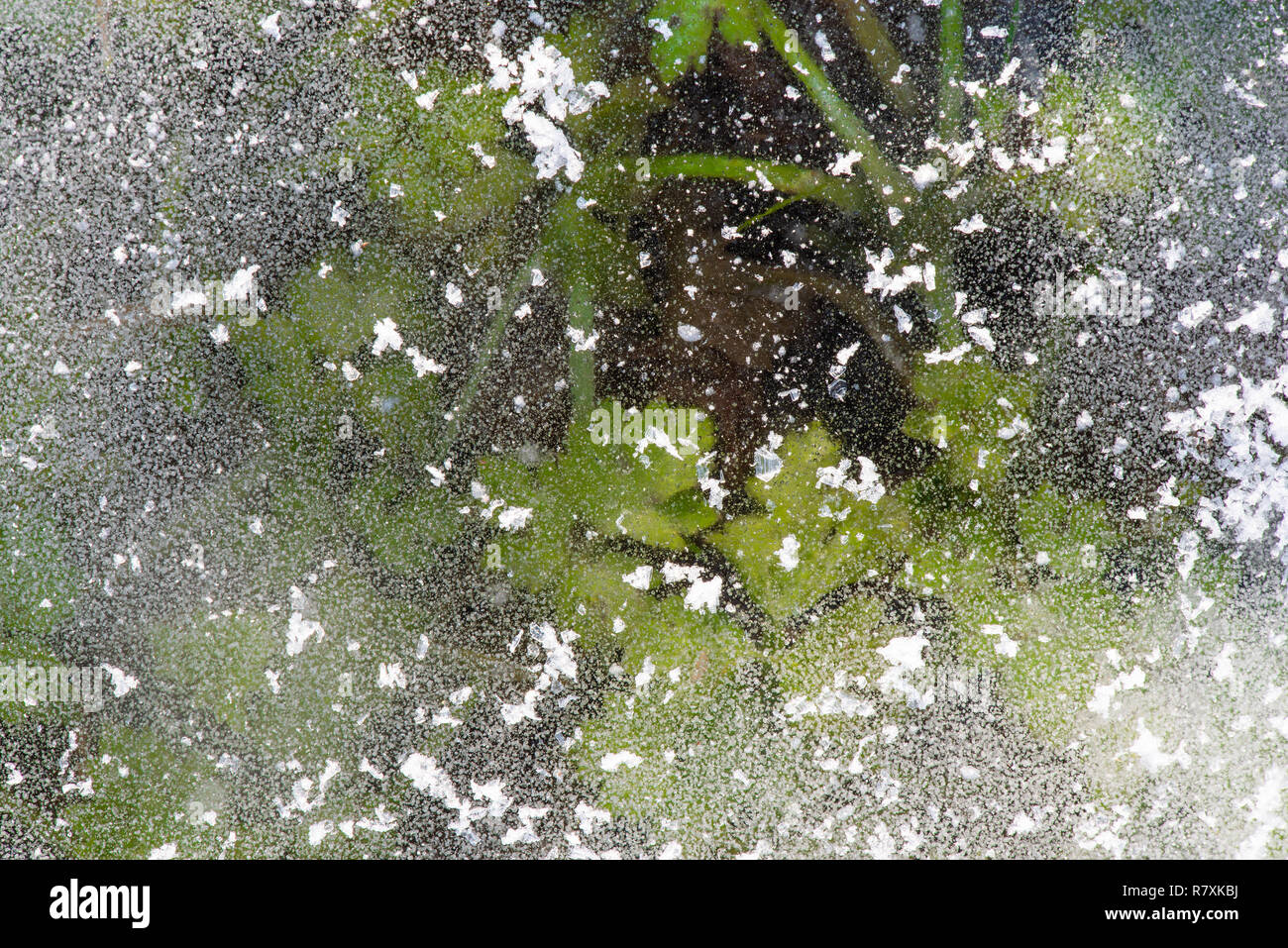 Ice and frozen grass. Life under ice. Winter background. Stock Photo