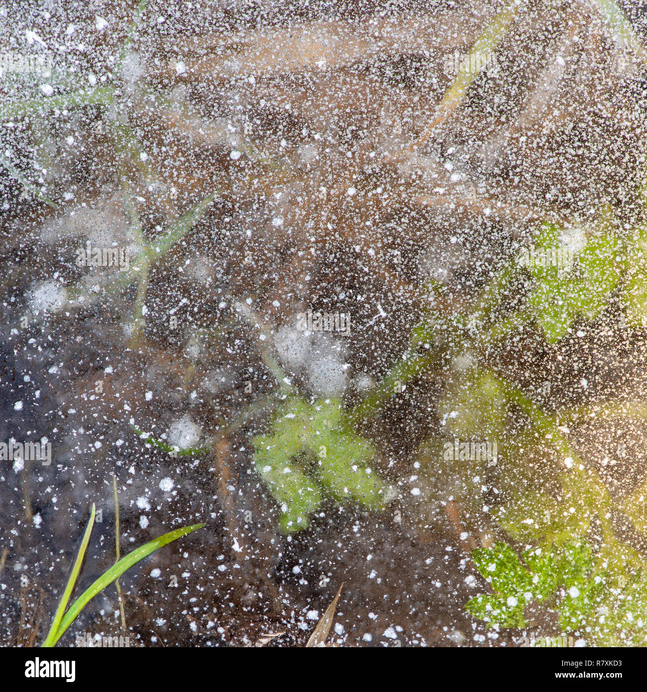 Life under ice. Frozen grass in the ice. Winter time. Stock Photo