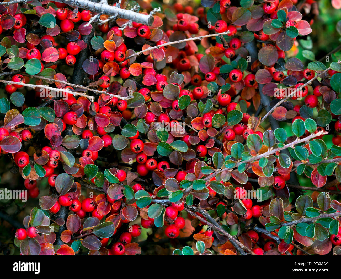 Scarlet firethorn bush plant. Small orangecolored fruit shrub plants
