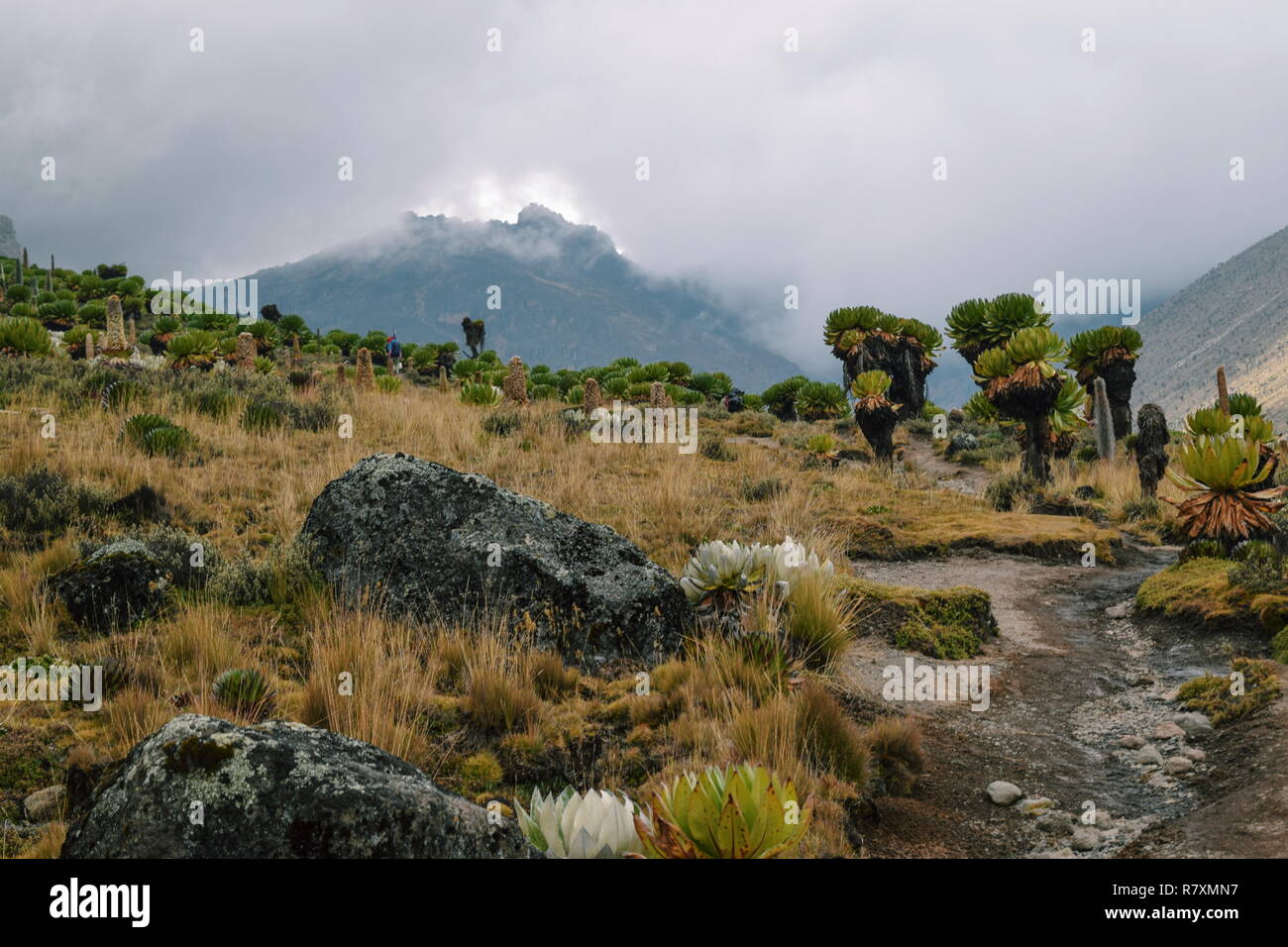 Giant groundsels with Mount Kenya at the background as seen from Sirmon