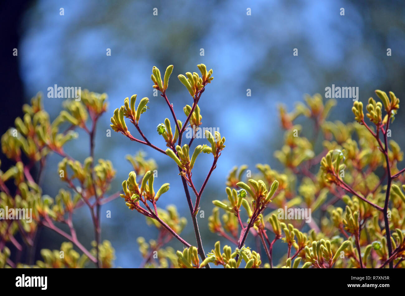 Western Australian native Yellow Kangaroo Paw plants, Anigozanthos