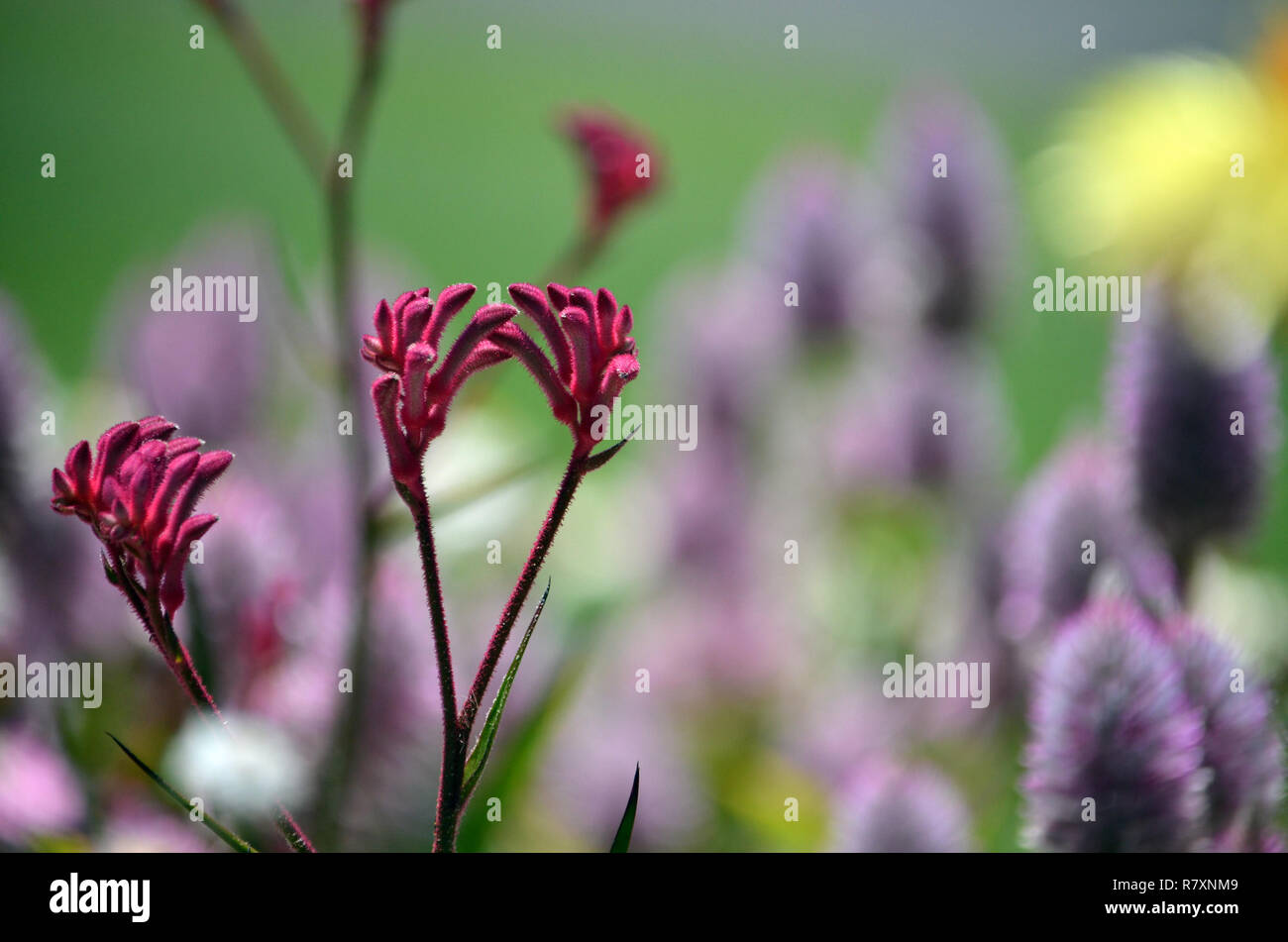 Western Australian native Pink Kangaroo Paw, Anigozanthos, family