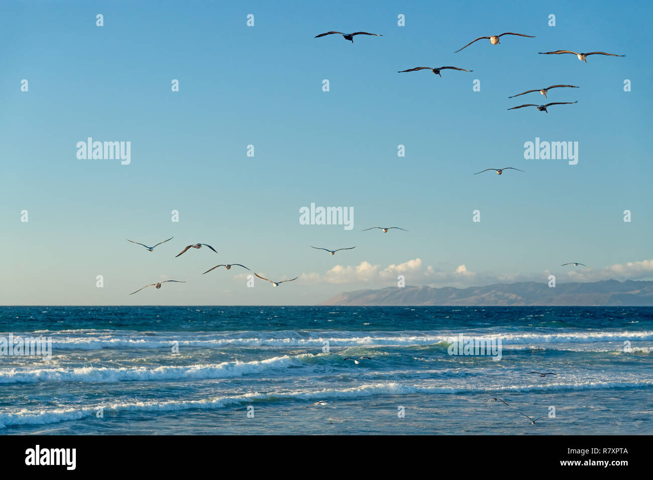 Beautiful blue sea, cloudy blue sky and flock of birds, Californian beach Stock Photo