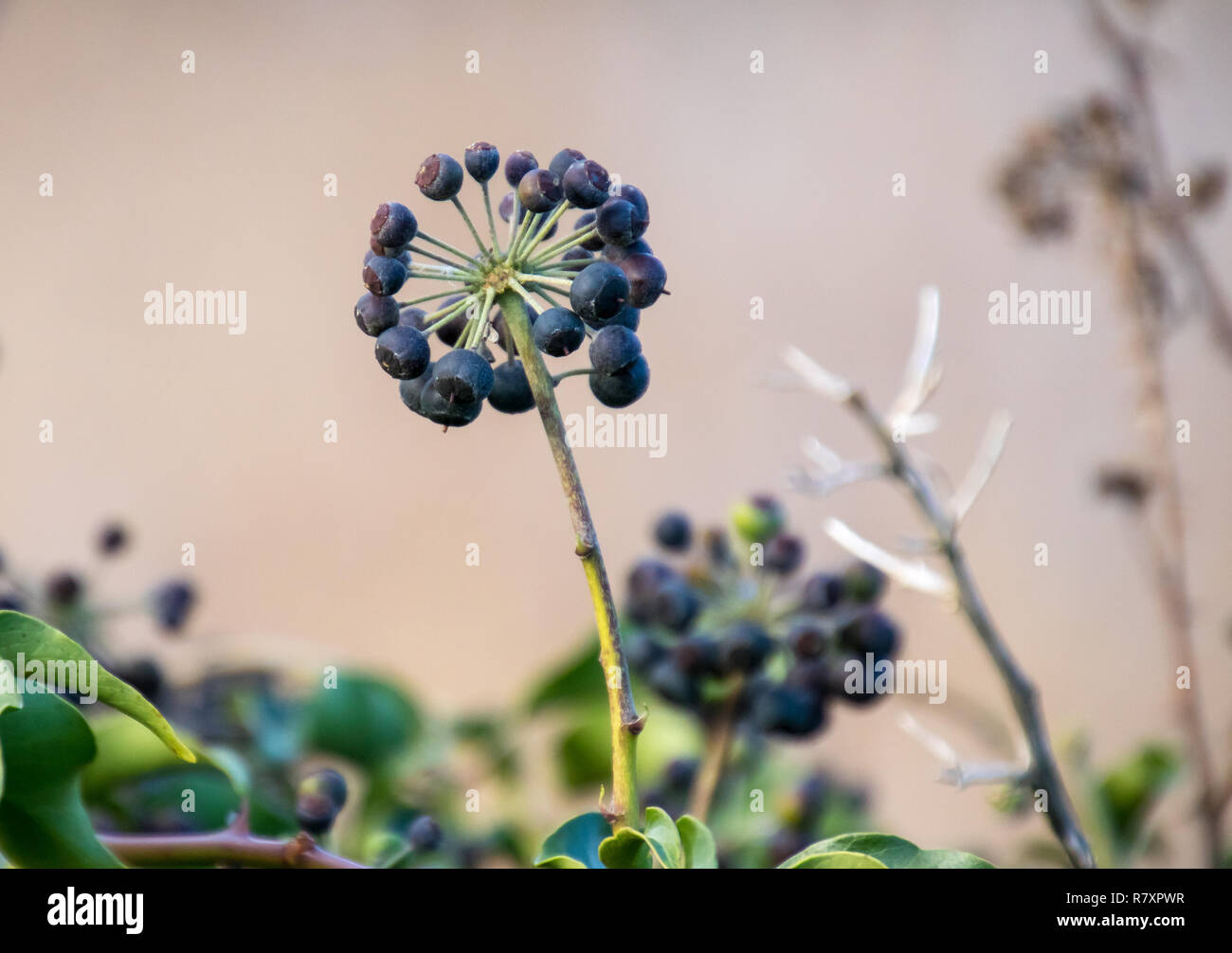 A cluster of Ivy berries in winter Stock Photo