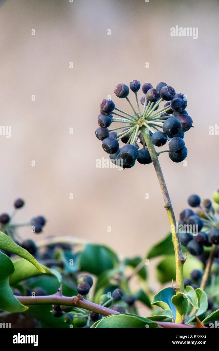 A cluster of Ivy berries in winter Stock Photo
