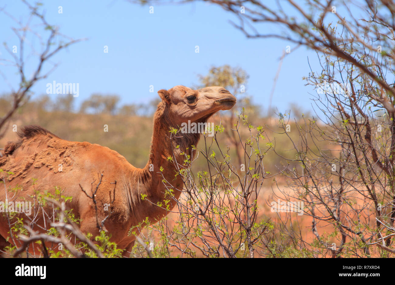 A feral camel, Camelus dromedarius,  feeding on a dry acacia bush in outback western Queensland, Australia Stock Photo