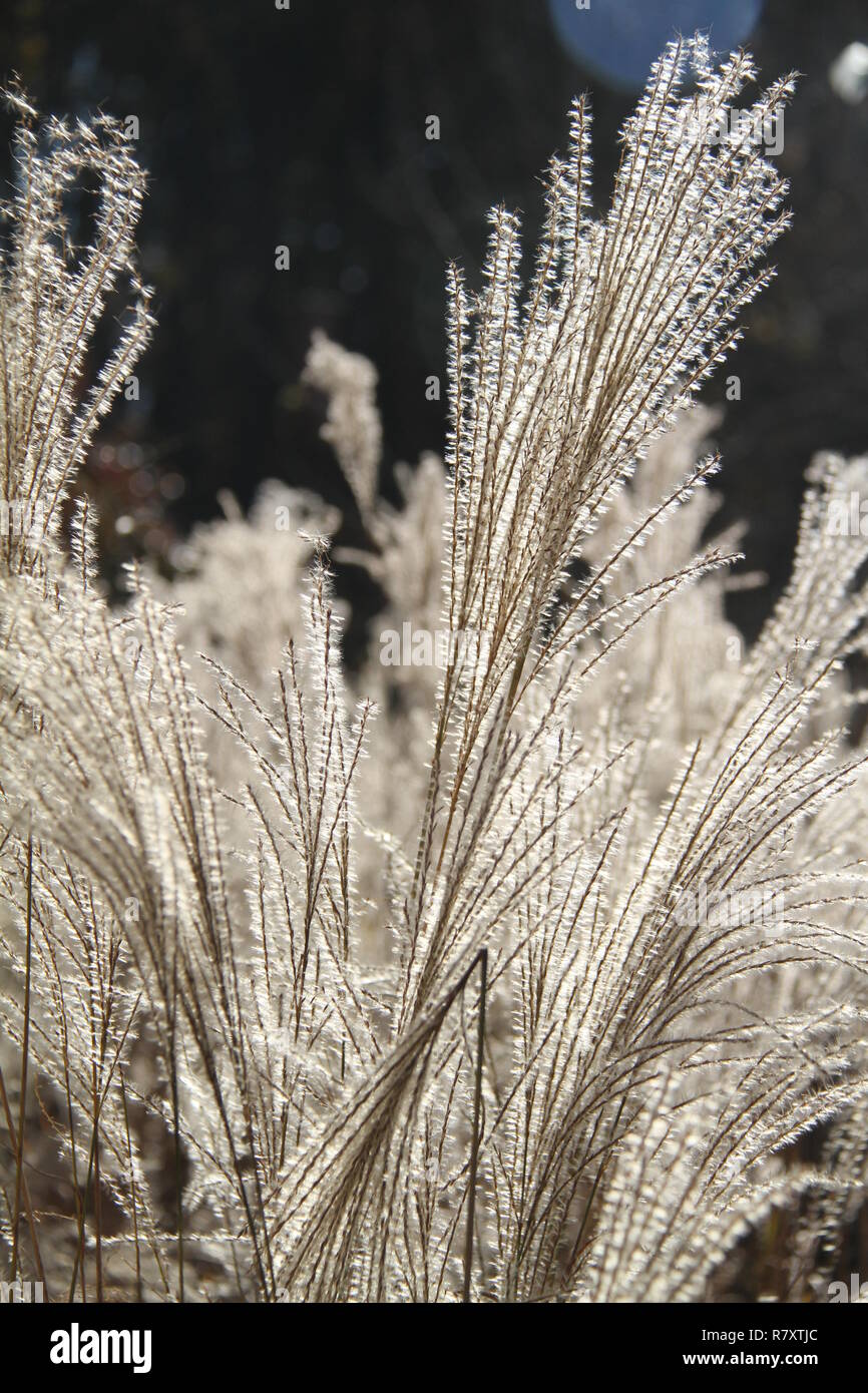Beautiful dried flowers of tall grasses Stock Photo Alamy