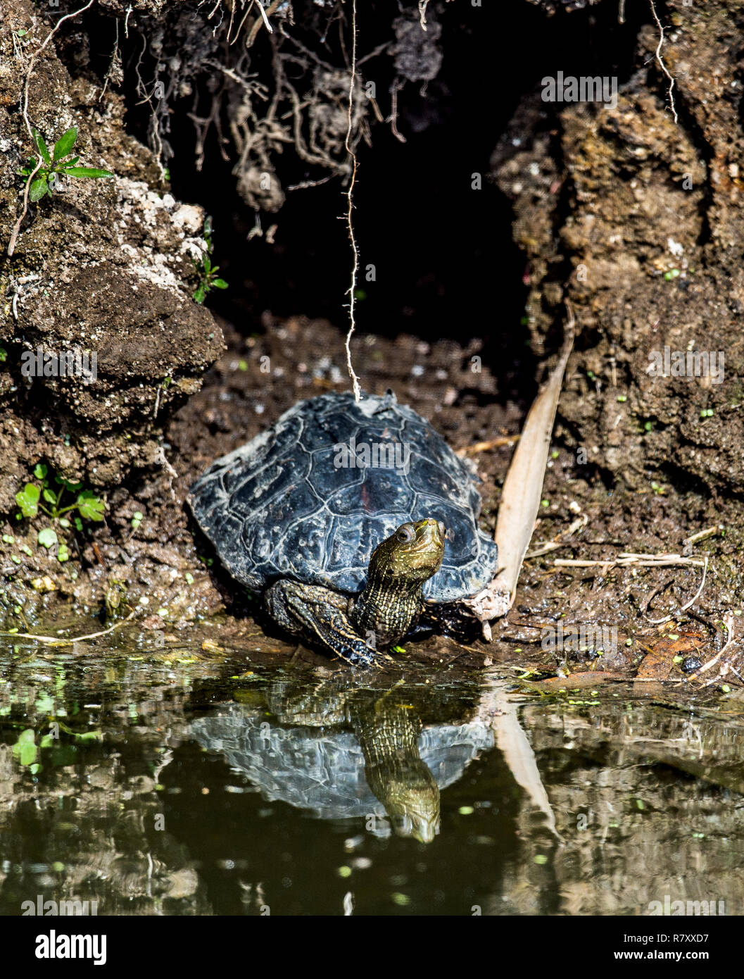 The Caspian turtle or striped-neck terrapin (Mauremys caspica) in natural habitat Stock Photo