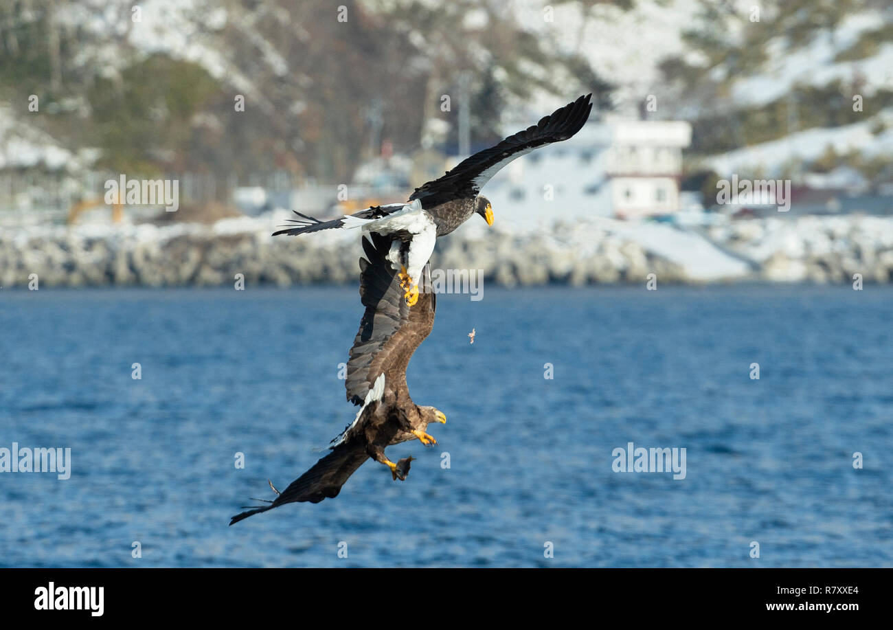 Eagles in fight. Two Adult Steller's sea eagle in fight for prey. Stock Photo