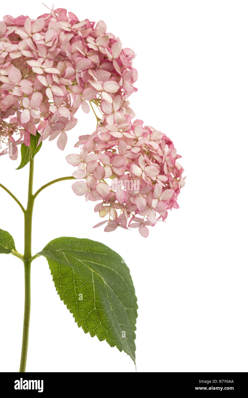 Hydrangea Stalk Inflorescence of the pink flowers of hydrangea close-up, isolated on ...