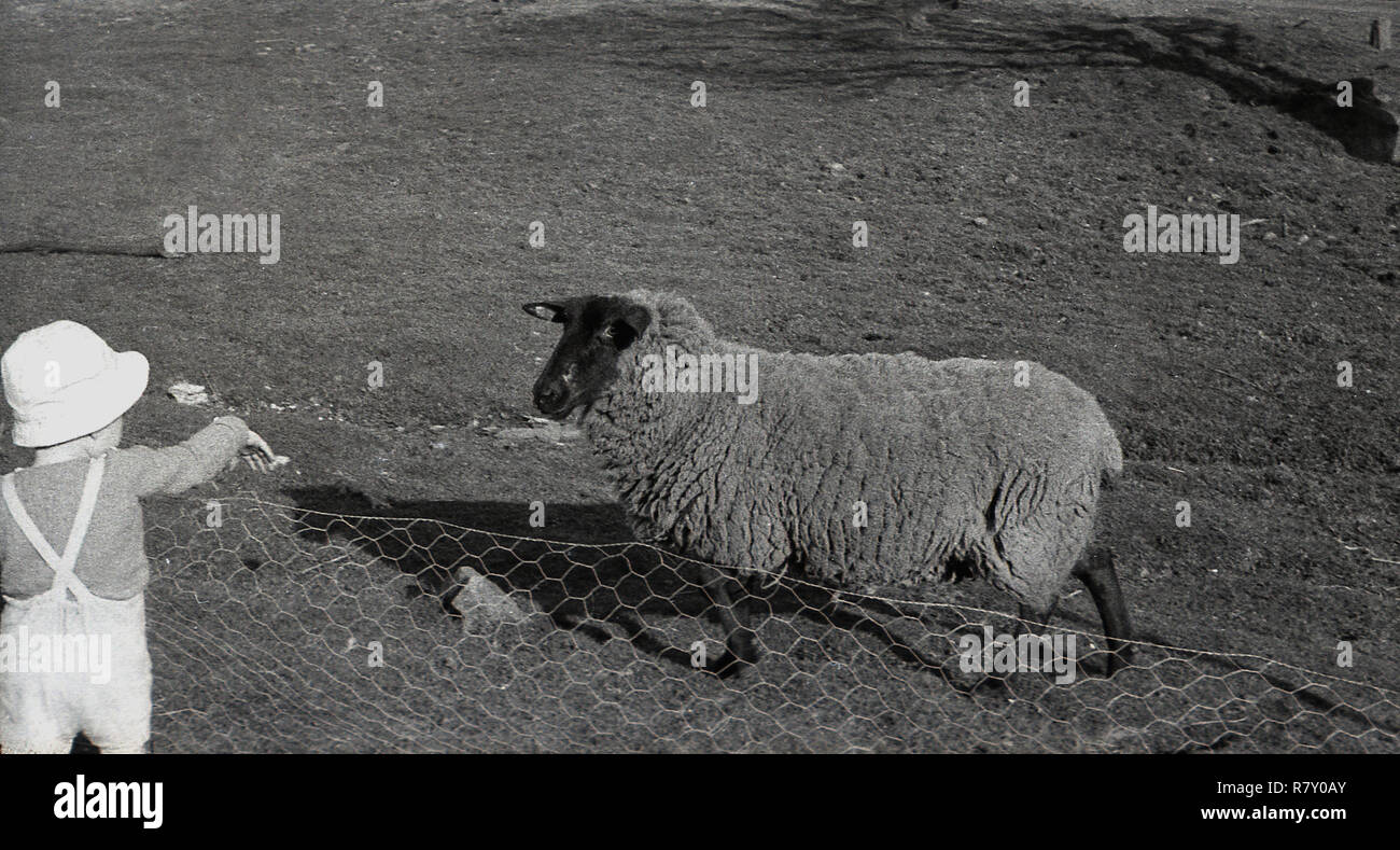 1950s, historical, summertime and an infant child standing behind a thin wire fence looking at a woolly sheep standing on some land. Stock Photo