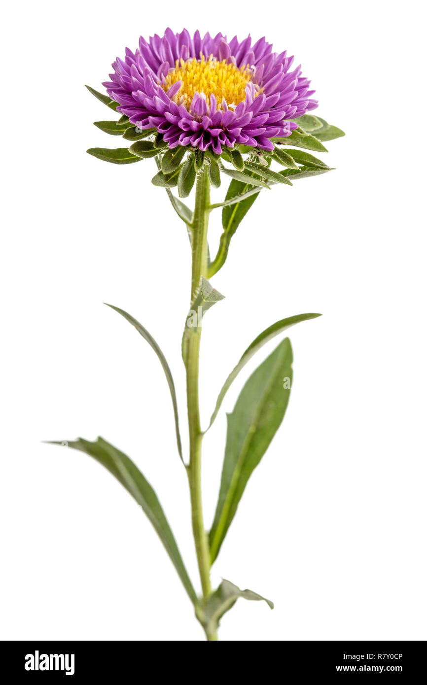 Flower of aster, isolated on a white background Stock Photo - Alamy
