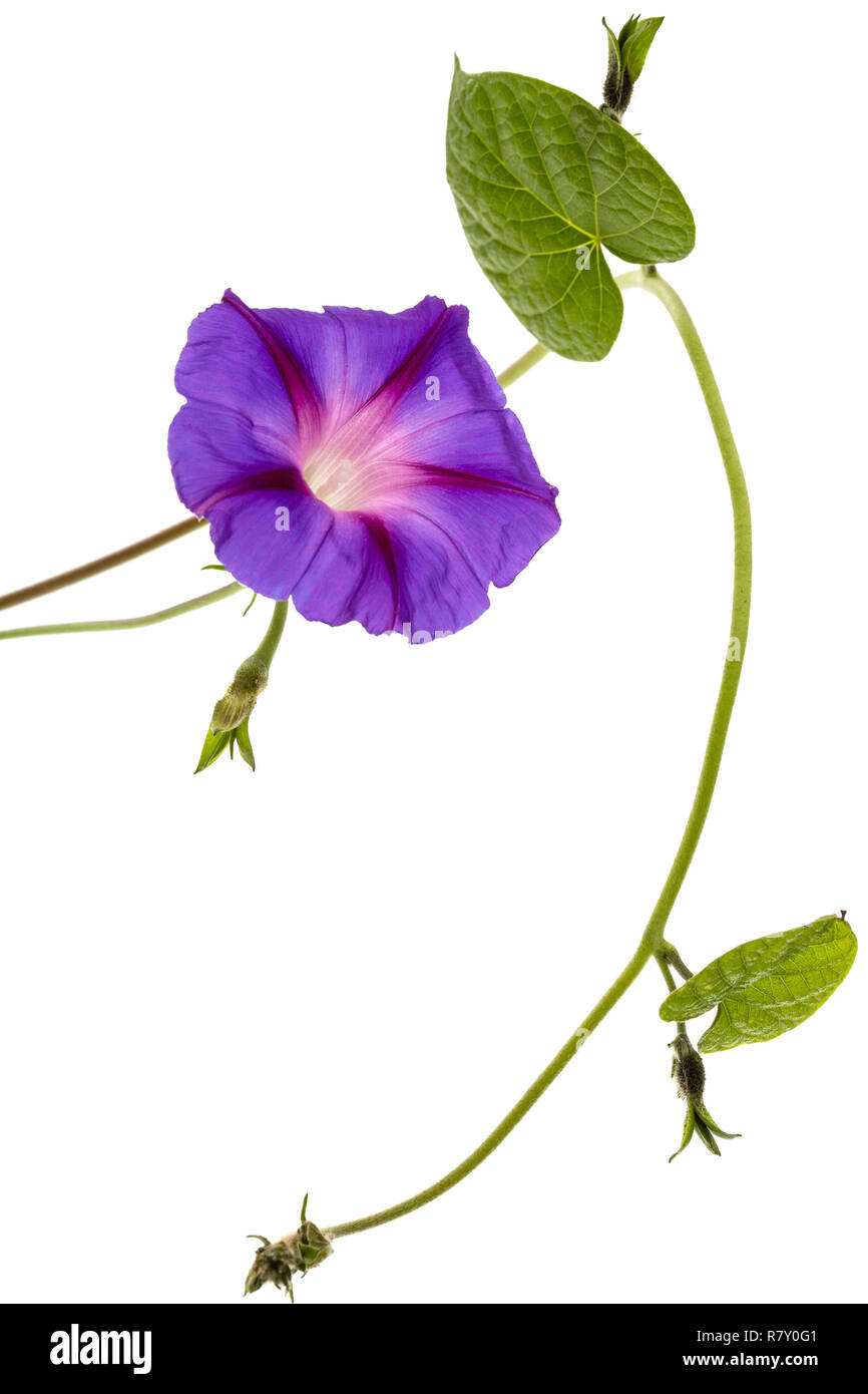 Ipomoea flower, Japanese morning glory, isolated on white background Stock Photo Alamy