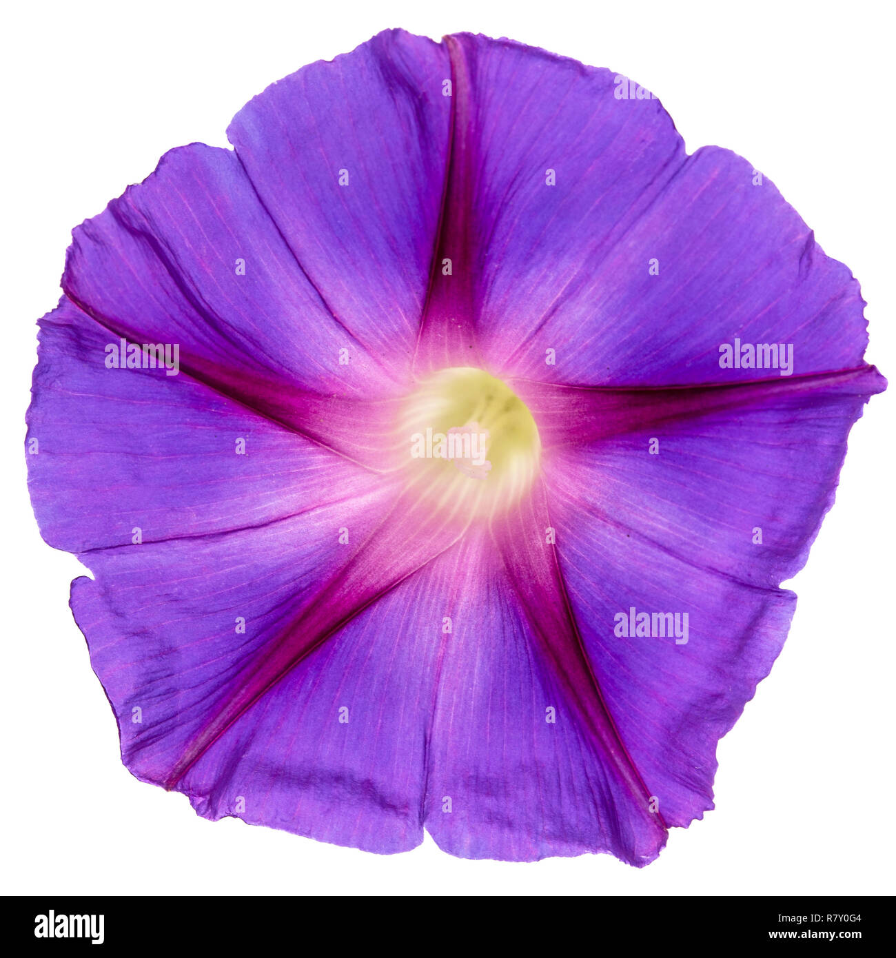 Ipomoea Flower Japanese Morning Glory Isolated On White Background Stock Photo Alamy