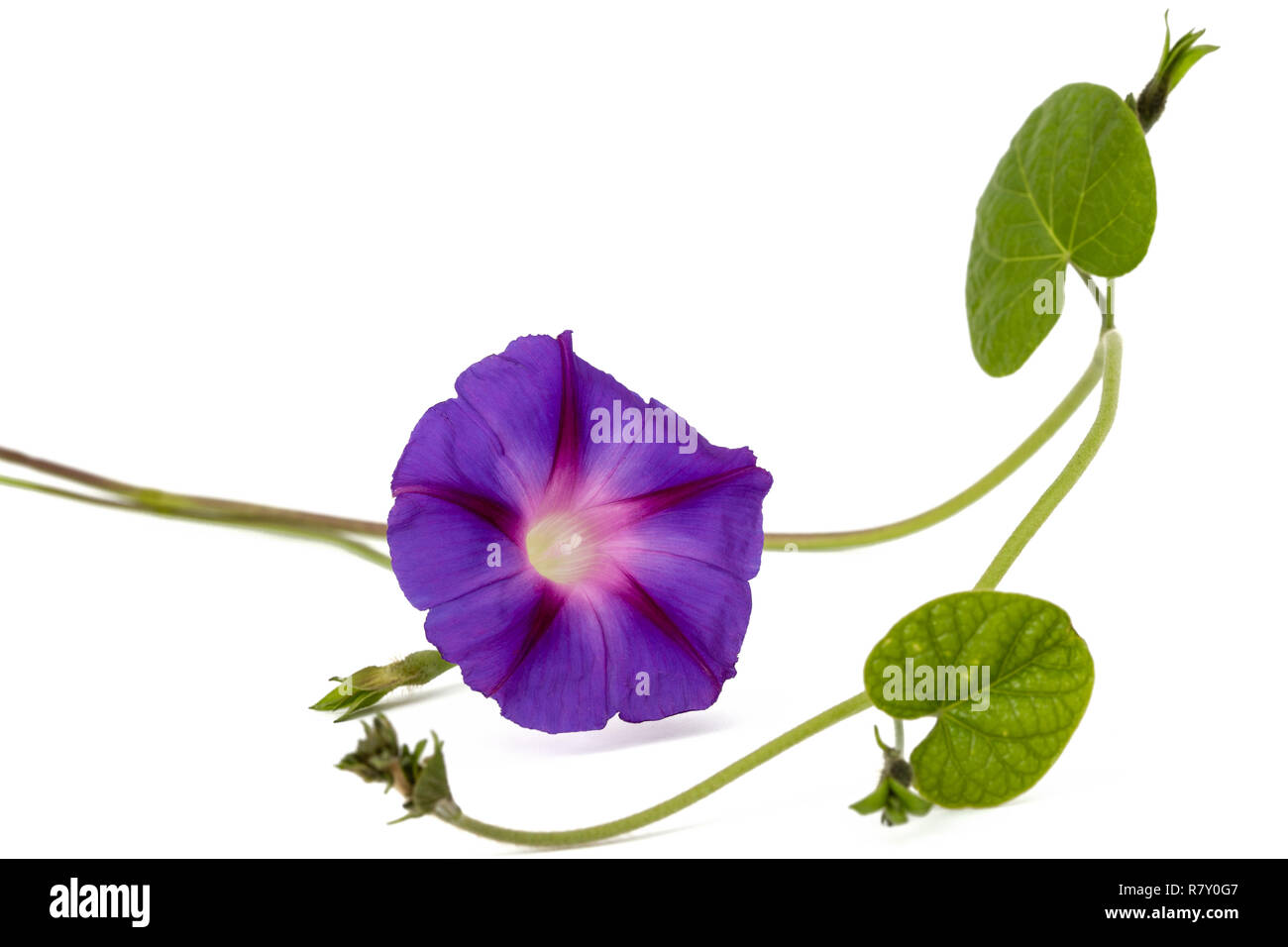 Ipomoea flower, Japanese morning glory, isolated on white background Stock Photo Alamy