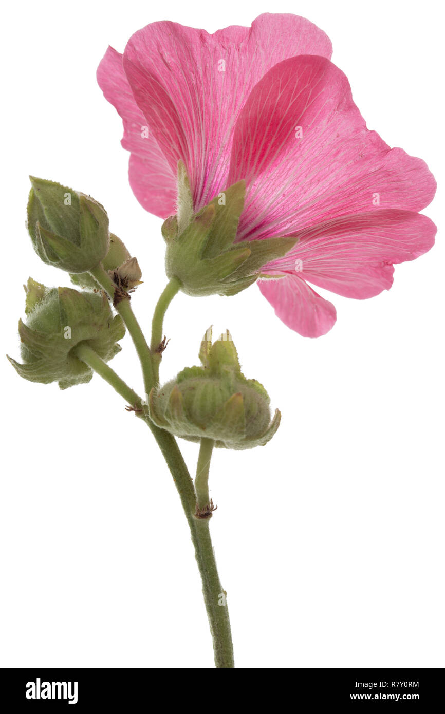 Flower of mallow, isolated on white background Stock Photo - Alamy