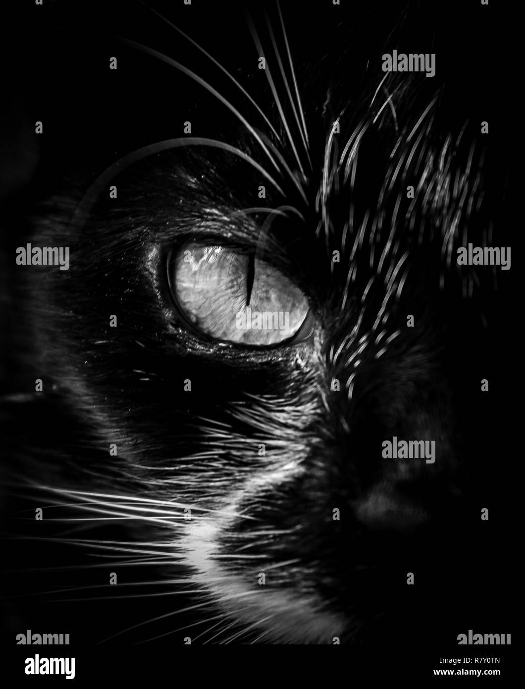 Cats Eye Stock Photo