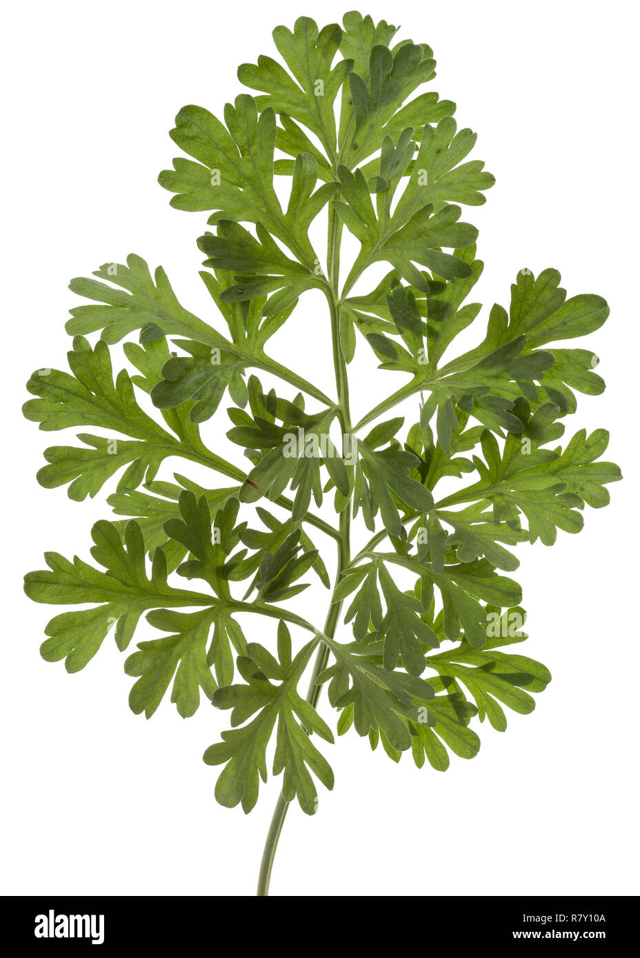 Branch of sagebrush, isolated on a white background Stock Photo Alamy