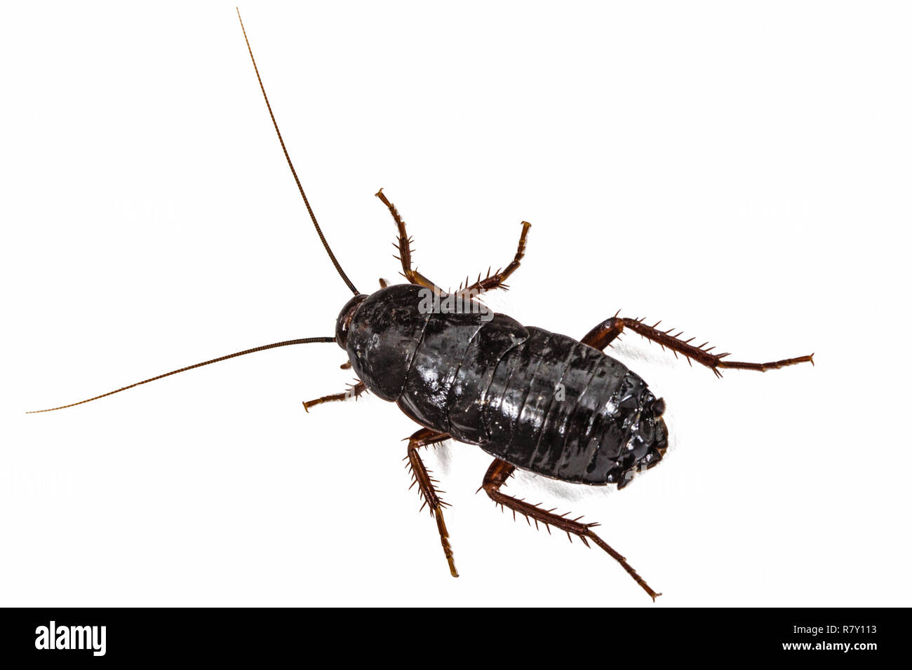 Black cockroach, lat. Blatta orientalis, isolated on white background Stock Photo
