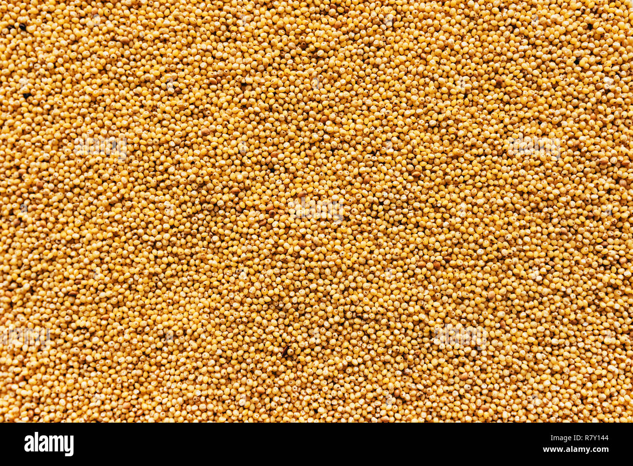 Proso millet seed top view, organic pattern texture Stock Photo