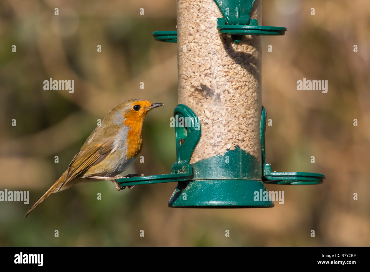 Robin On A Bird Feeder Stock Photo 228631965 Alamy