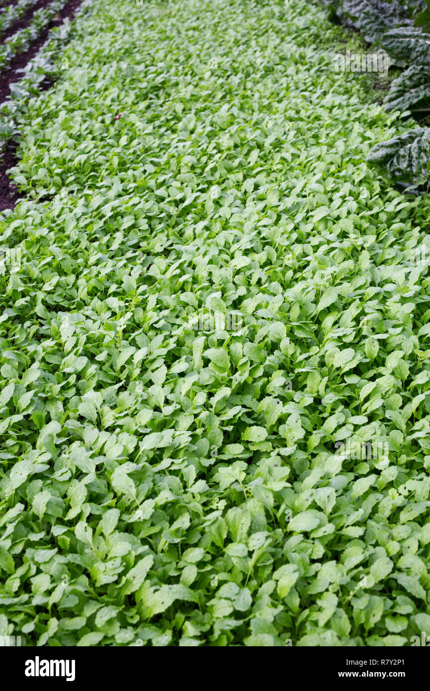 Green Manures High Resolution Stock Photography and Images Alamy