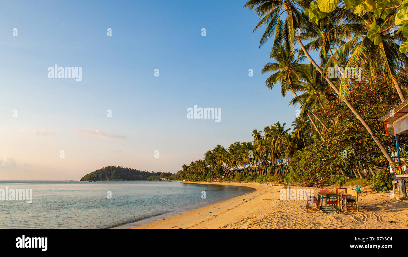 Growing trees at the beach hi-res stock photography and images - Alamy