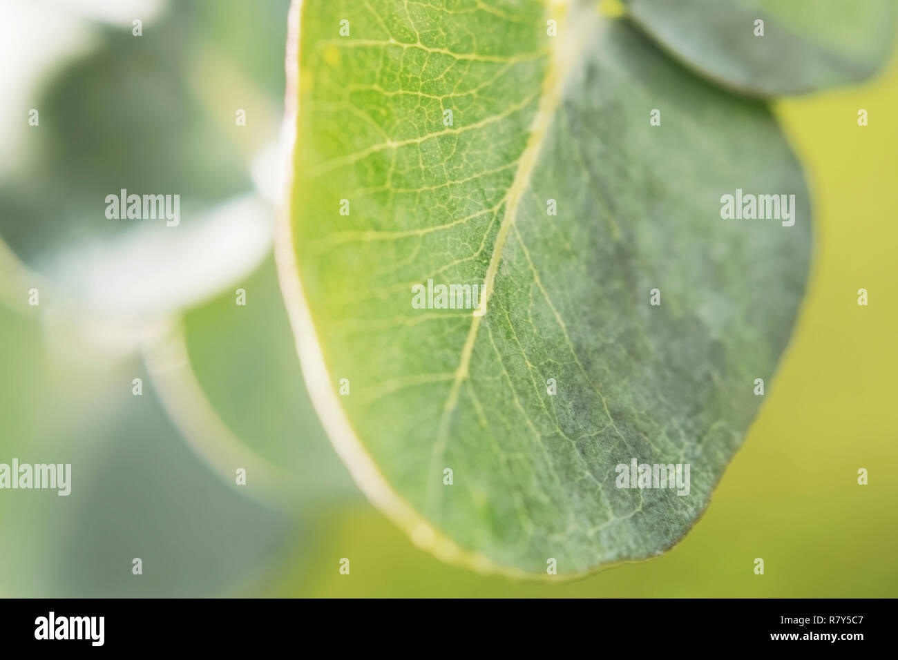 Eucalyptus leaves baby blue close up with streaks texture green macroshooting Stock Photo