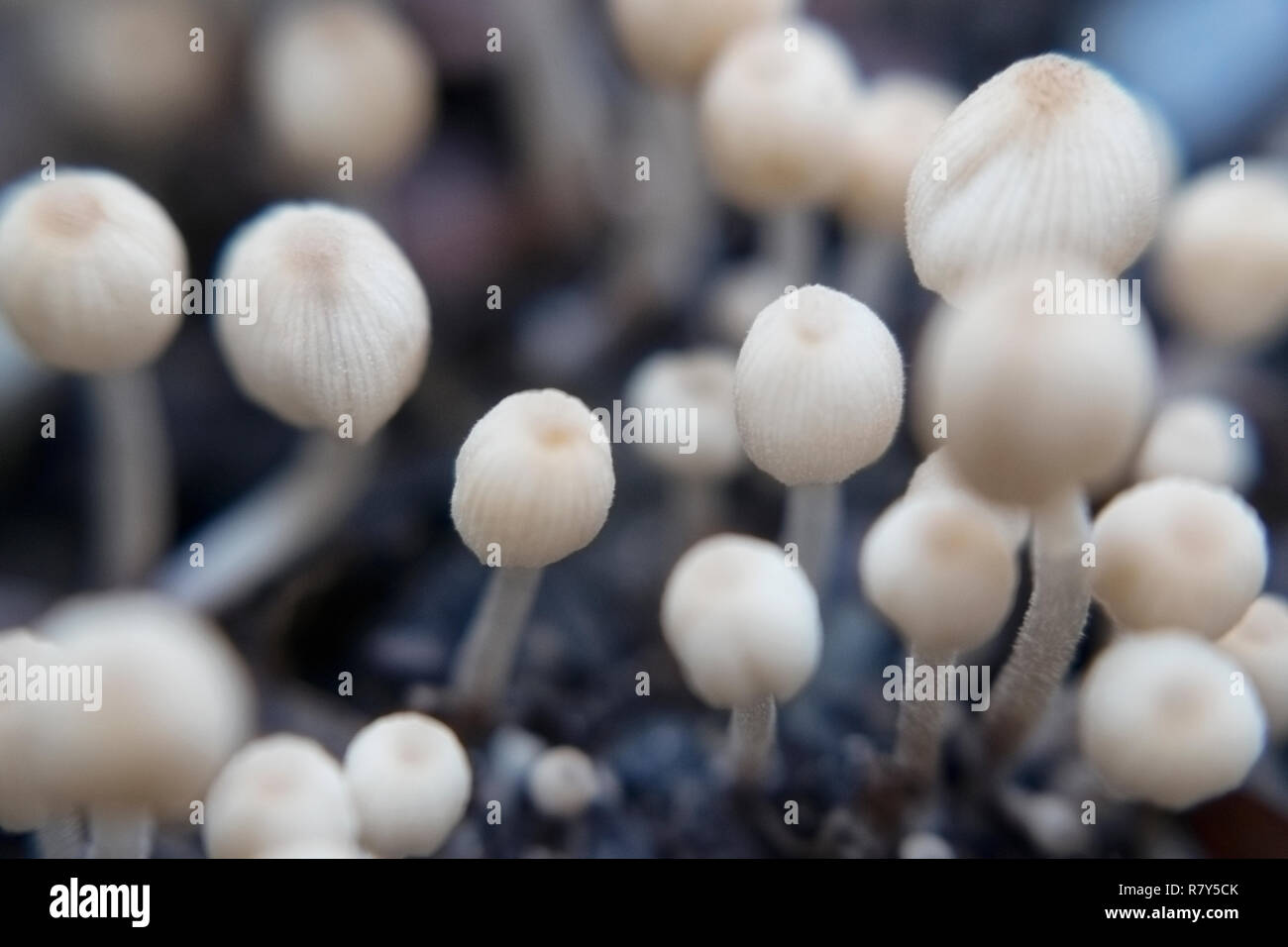 Very small inedible mushrooms of milky white color on a bed against a dark background Stock Photo