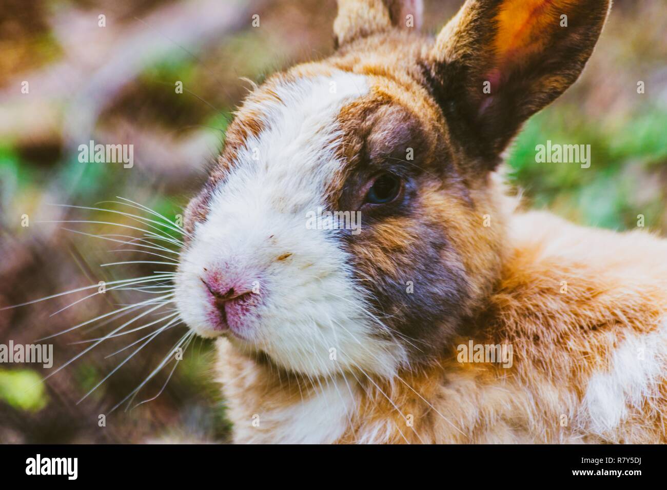 Rabbit in a natural park on the French Riviera Stock Photo