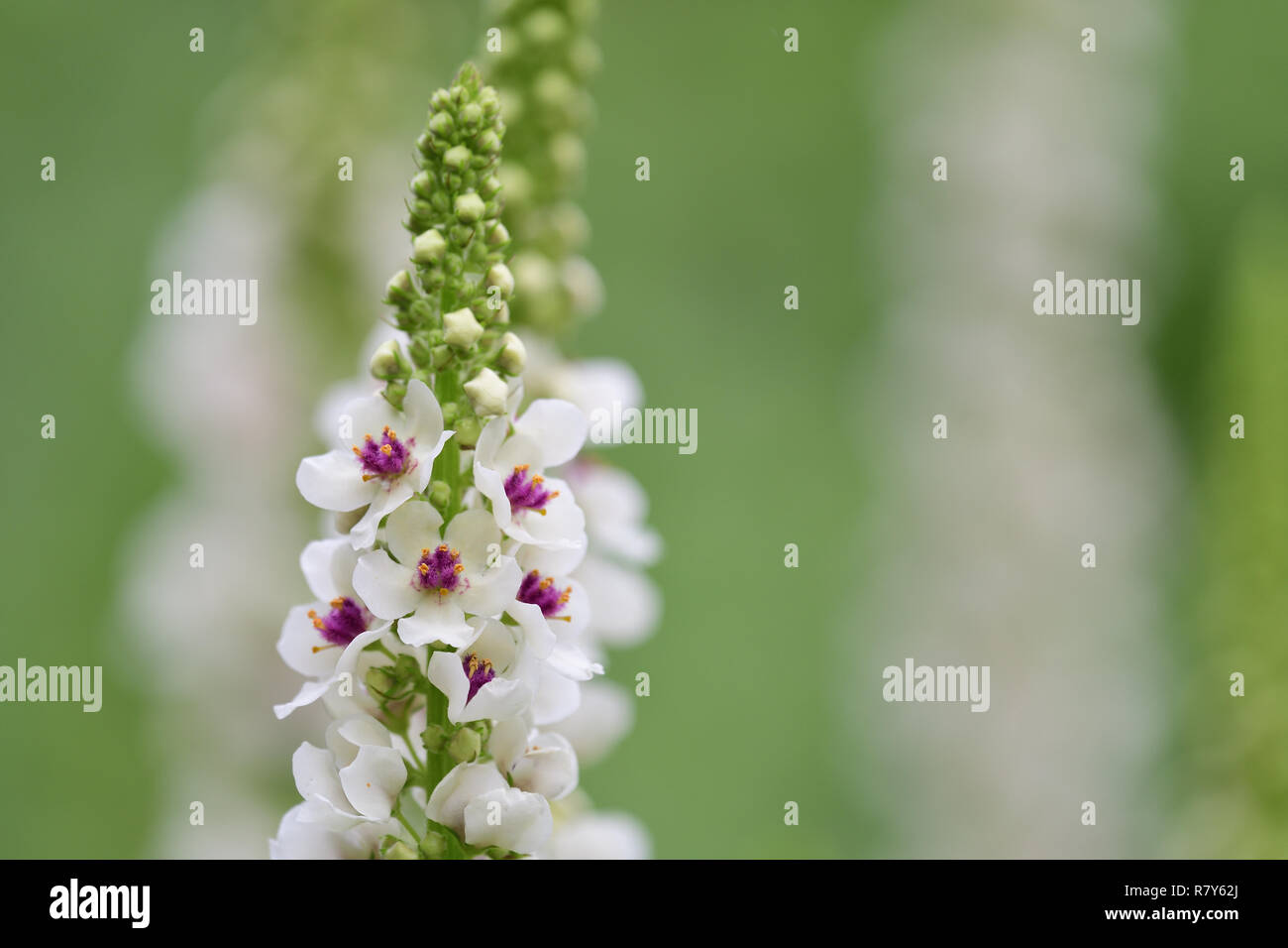 Close up of nettle leaf mullein (Verbascum chaixii) in bloom Stock Photo