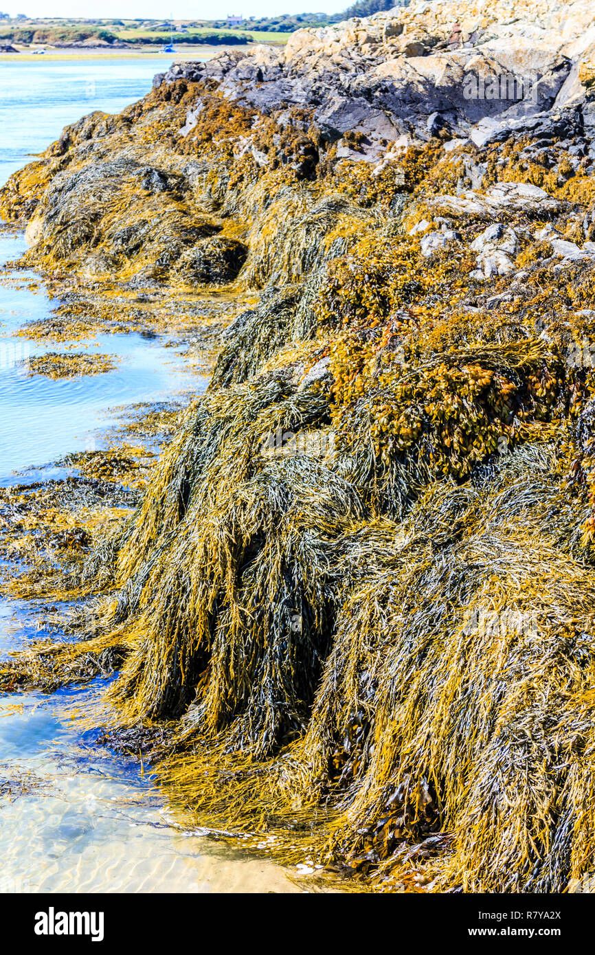 Seaweed or macroalgae refers to several species of macroscopic, multicellular, marine algae Stock Photo