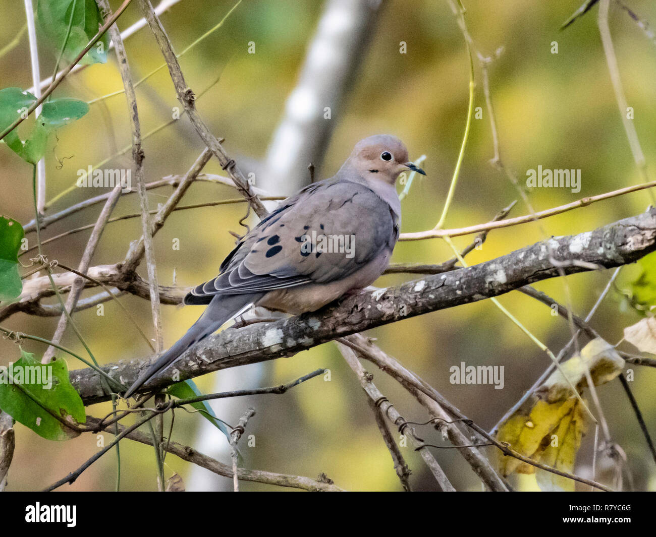 A mourning dove, Zenaida macroura, perches on a branch in the Red River