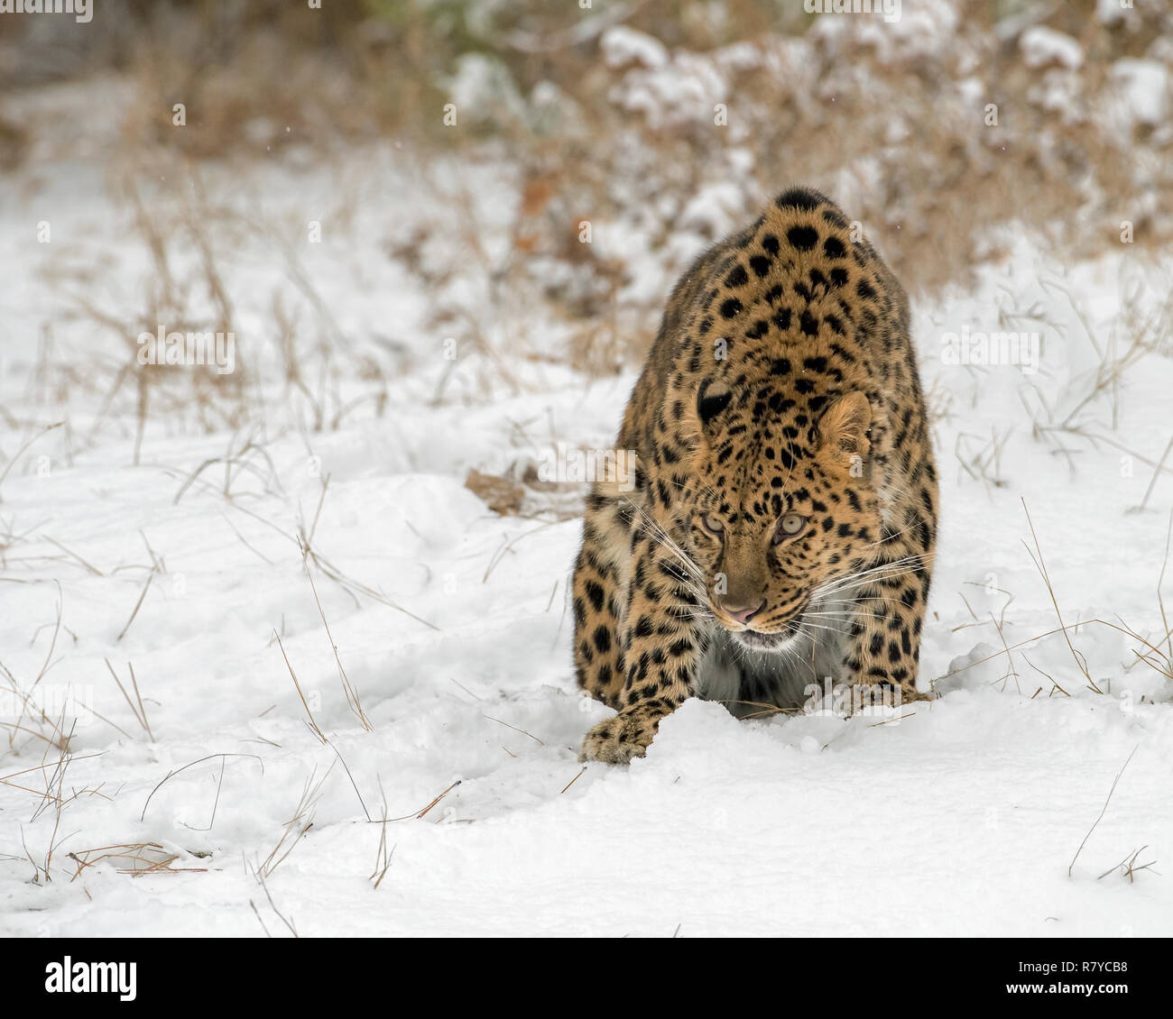 Amur Leopard Hunched over in the Snow in Winter during Snowfall Stock Photo